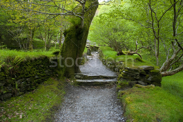 Deep Forest, Ireland Stock photo © doomko