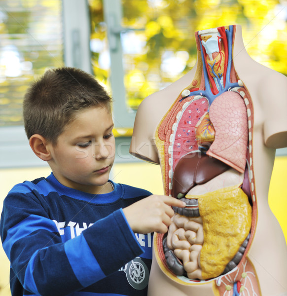 Imparare biologia scuola felice bambini gruppo Foto d'archivio © dotshock