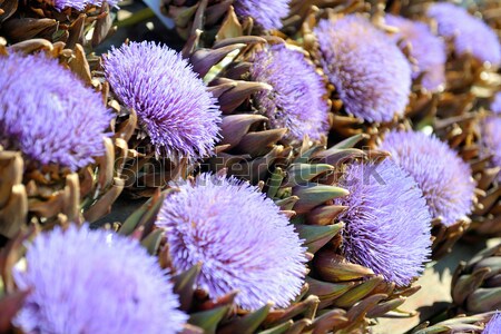 artichoke purple flower Stock photo © dotshock