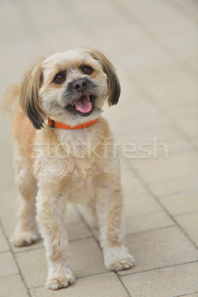 little cute dog Stock photo © dotshock