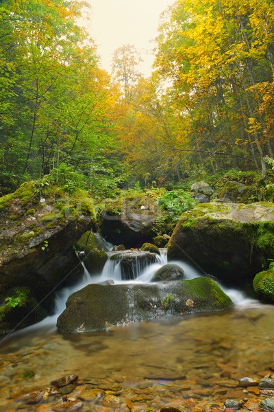 Patak hegy erdő édesvíz fa természet Stock fotó © dotshock