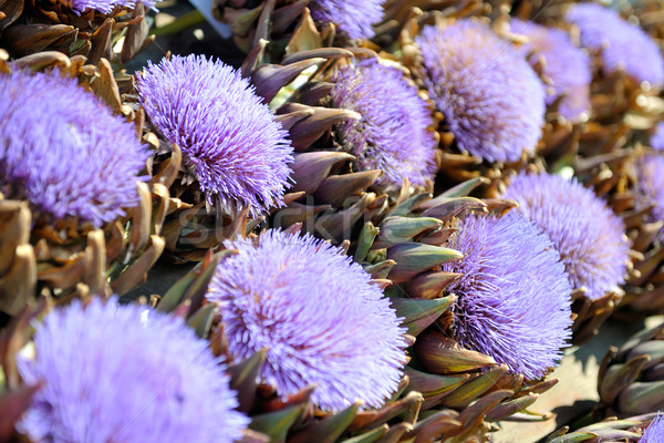 artichoke purple flower Stock photo © dotshock