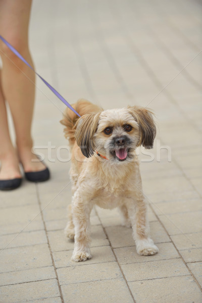 little cute dog Stock photo © dotshock
