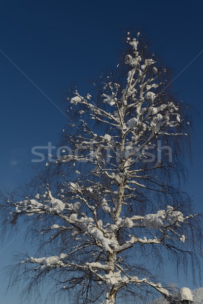 Berg Winter Landschaft Natur Baum frischen Stock foto © dotshock