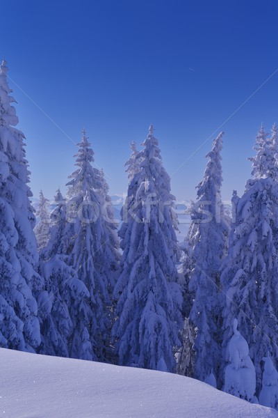 Montanha inverno paisagem natureza árvore fresco Foto stock © dotshock