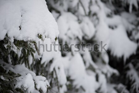 snow on tree at beautiful winter season day Stock photo © dotshock