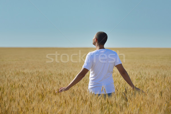 男 麦畑 若い男 成功 農業 自由 ストックフォト © dotshock