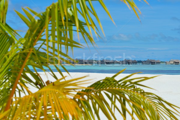 тропический пляж природы пейзаж лет аннотация Сток-фото © dotshock