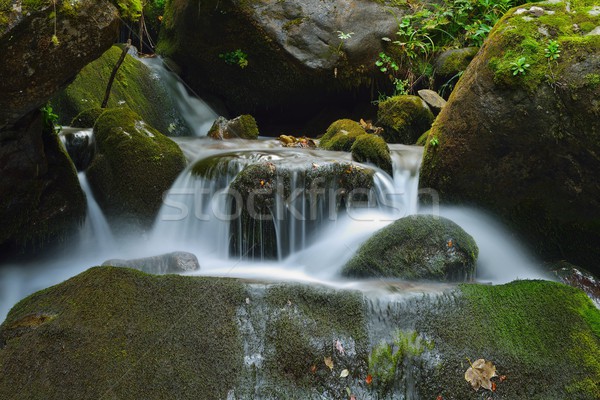 Arroyo montana forestales madera naturaleza Foto stock © dotshock