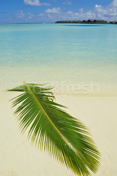 tropical beach Stock photo © dotshock