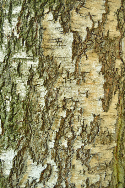 Bétula casca árvore natureza fundo planta Foto stock © drizzd
