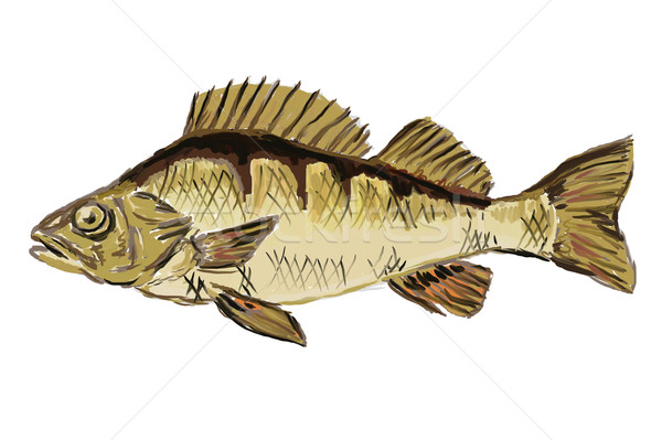 Stock photo: perch