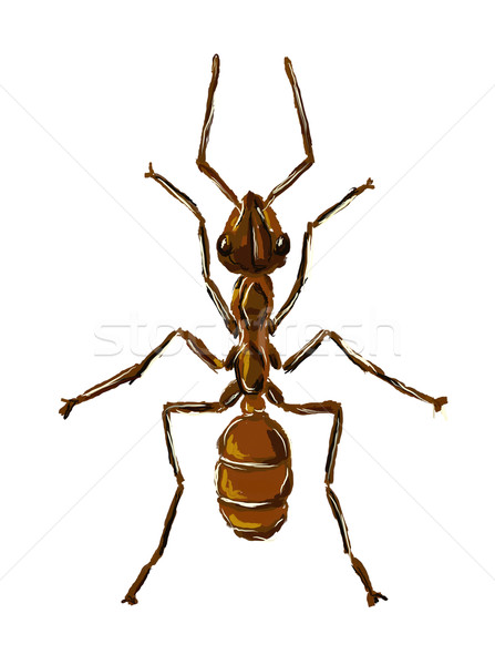 螞蟻 手 繪 白 工作的 動物 商業照片 © drizzd