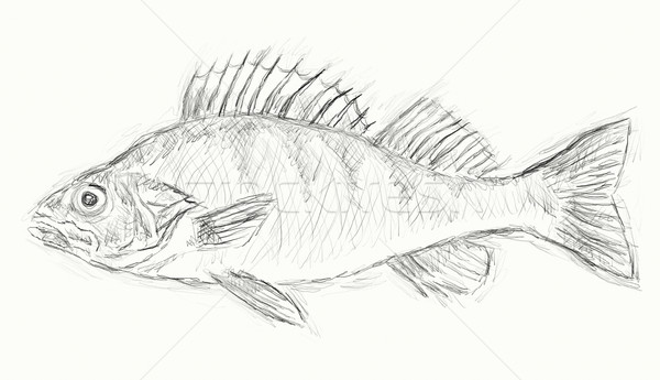 perch Stock photo © drizzd