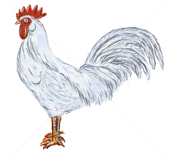 コック 手 描いた 白 自然 鶏 ストックフォト © drizzd