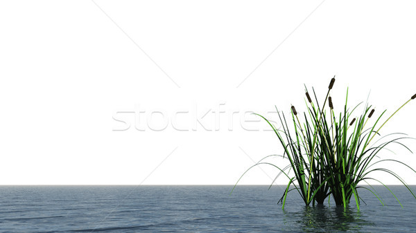 water and reed Stock photo © drizzd