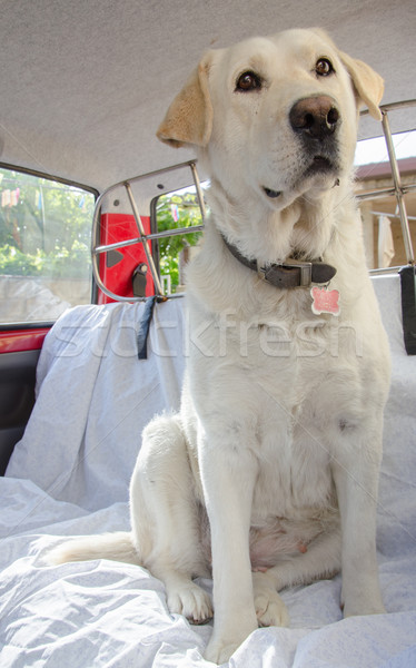 labrador in car Stock photo © Dserra1