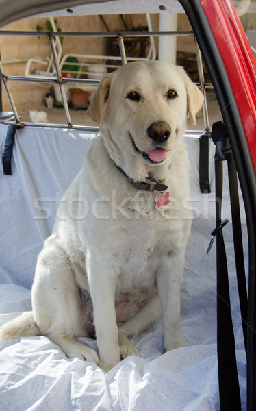 labrador in car Stock photo © Dserra1