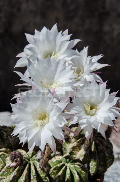 Beautiful light white flowers of cactus Stock photo © Dserra1