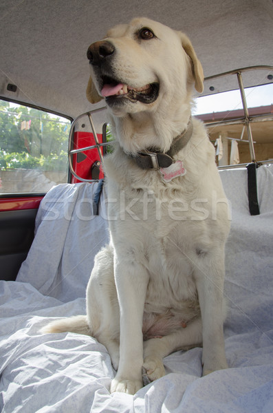 Labrador câine maşină faţă natură păr Imagine de stoc © Dserra1
