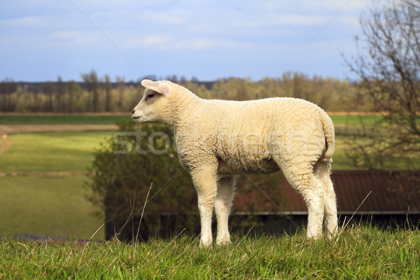 Jovem cordeiro olhando em pé primavera grama Foto stock © duoduo
