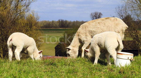 Mother and two young lambs Stock photo © duoduo