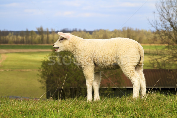 Foto d'archivio: Giovani · agnello · chiamando · madre · farm · panorama