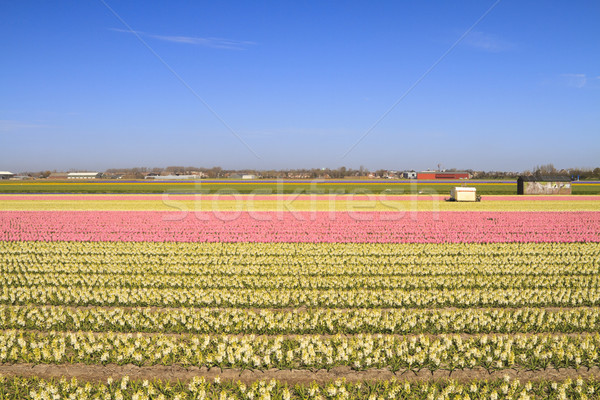 Hyacint velden bloeien holland roze Stockfoto © duoduo