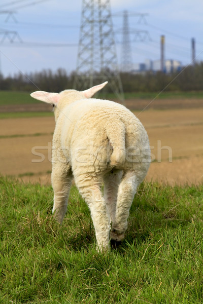 Stockfoto: Jonge · lam · klimaatverandering · achter · business