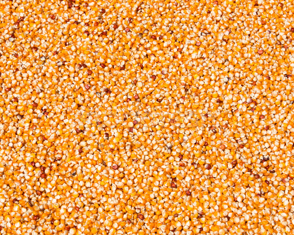 Mais zon oranje koken landbouw plantaardige Stockfoto © dutourdumonde