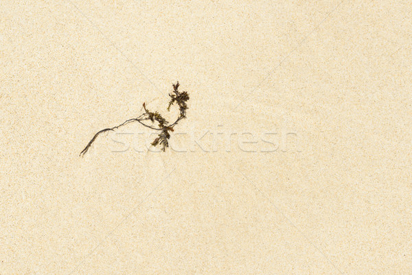 Tengerpart háttér nyár homok trópusi vakáció Stock fotó © dutourdumonde