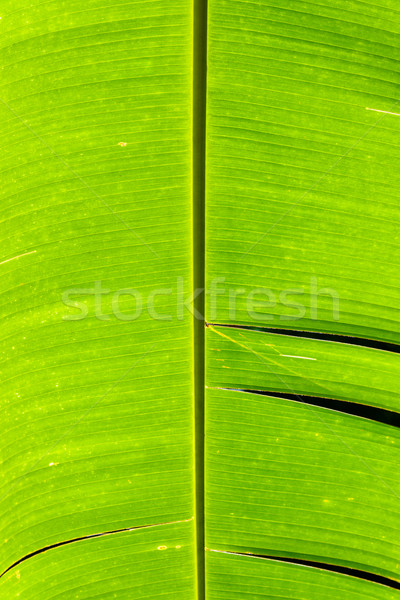 Banana leaf detail Stock photo © dutourdumonde