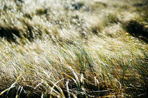 Closeup of backlit grass Stock photo © dutourdumonde