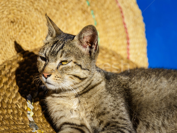 Cat basking in the sun Stock photo © dutourdumonde