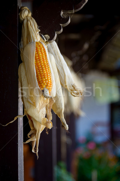 Corncobs drying Stock photo © dutourdumonde