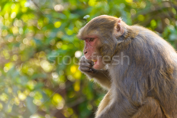 Macaque eating an orange Stock photo © dutourdumonde