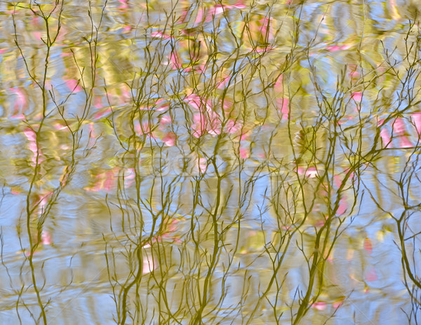 Tree in bloom reflection on the water Stock photo © dutourdumonde