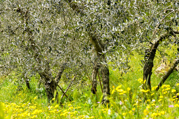 Măsline copaci primăvară Italia iarbă fruct Imagine de stoc © dutourdumonde