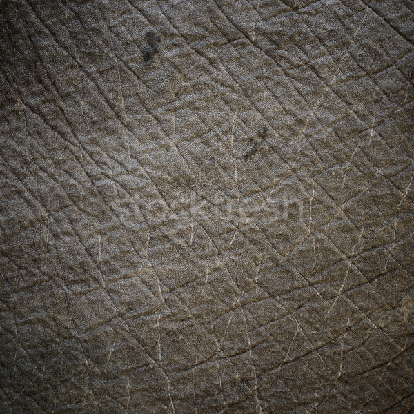 Elephant skin texture Stock photo © dutourdumonde