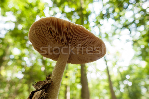 Foto stock: Setas · forestales · deporte · naturaleza · árboles · sol