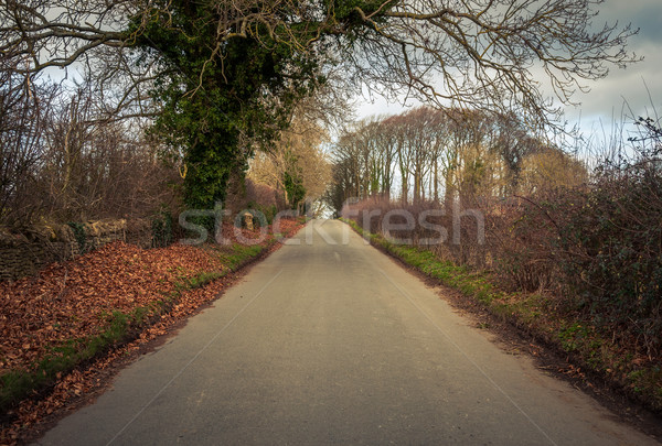 Road in rural Britain Stock photo © dutourdumonde