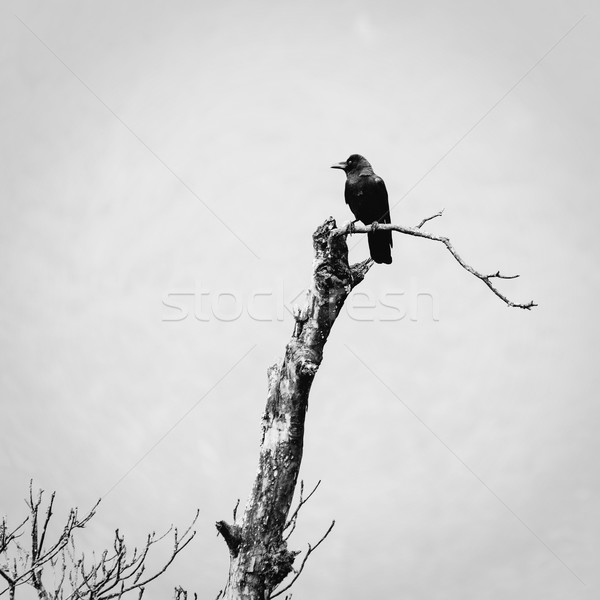 Karga ölü ağaç kuş doğa ufuk çizgisi ölü Stok fotoğraf © dutourdumonde