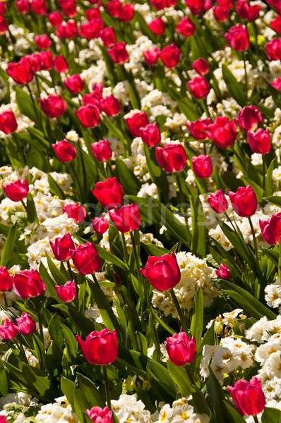 Rouge tulipes fleurs blanches nature jardin groupe [[stock_photo]] © dutourdumonde