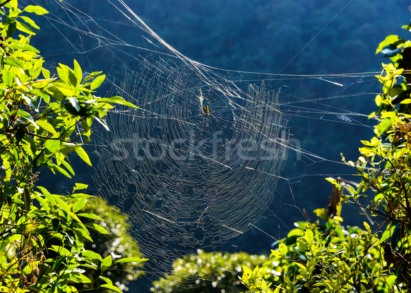 Golden orb weaver spider on its web Stock photo © dutourdumonde