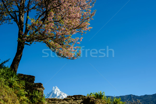 Nepal roze boom natuur landschap Stockfoto © dutourdumonde