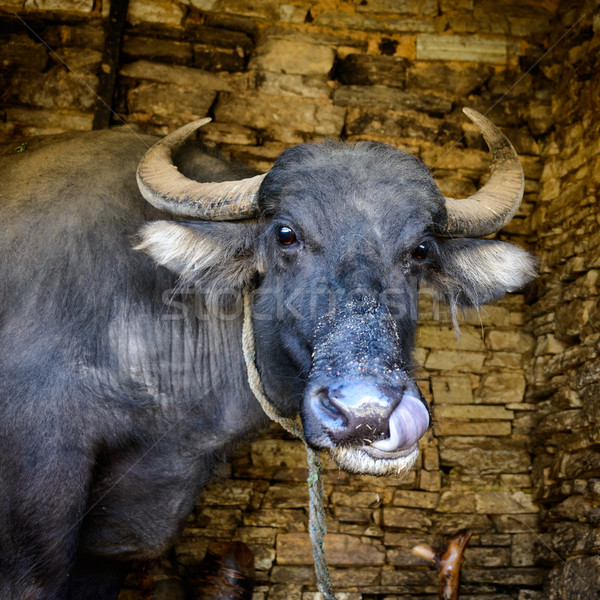 Buffalo licking its own nose Stock photo © dutourdumonde