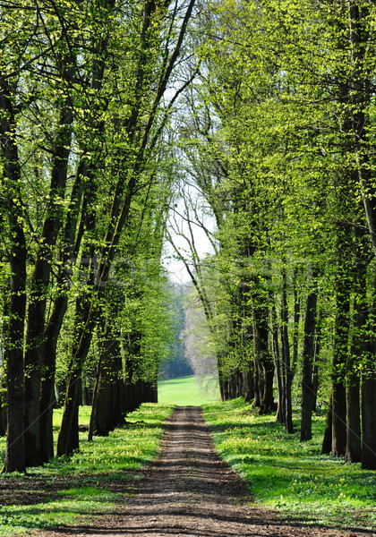 Allée printemps parc fleur arbre herbe [[stock_photo]] © dutourdumonde