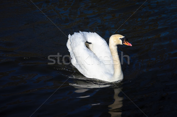 Foto d'archivio: Bianco · Swan · nuoto · uccello · blu · piuma