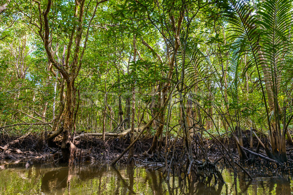 Mangrove in Indonesia Stock photo © dutourdumonde