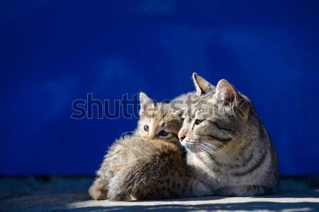 Stock photo: Cat basking in the sun